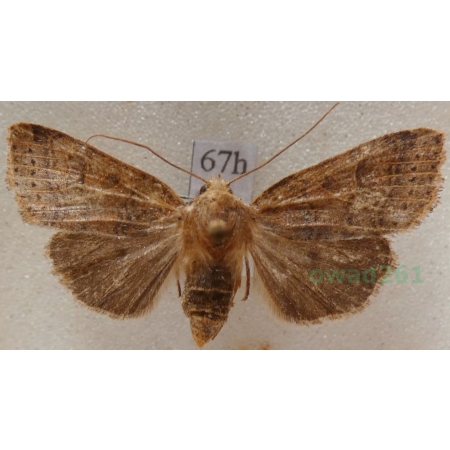 Agrochola nitida (Denis & Schiffermüller, 1775) female Źrenicówka Czech67h